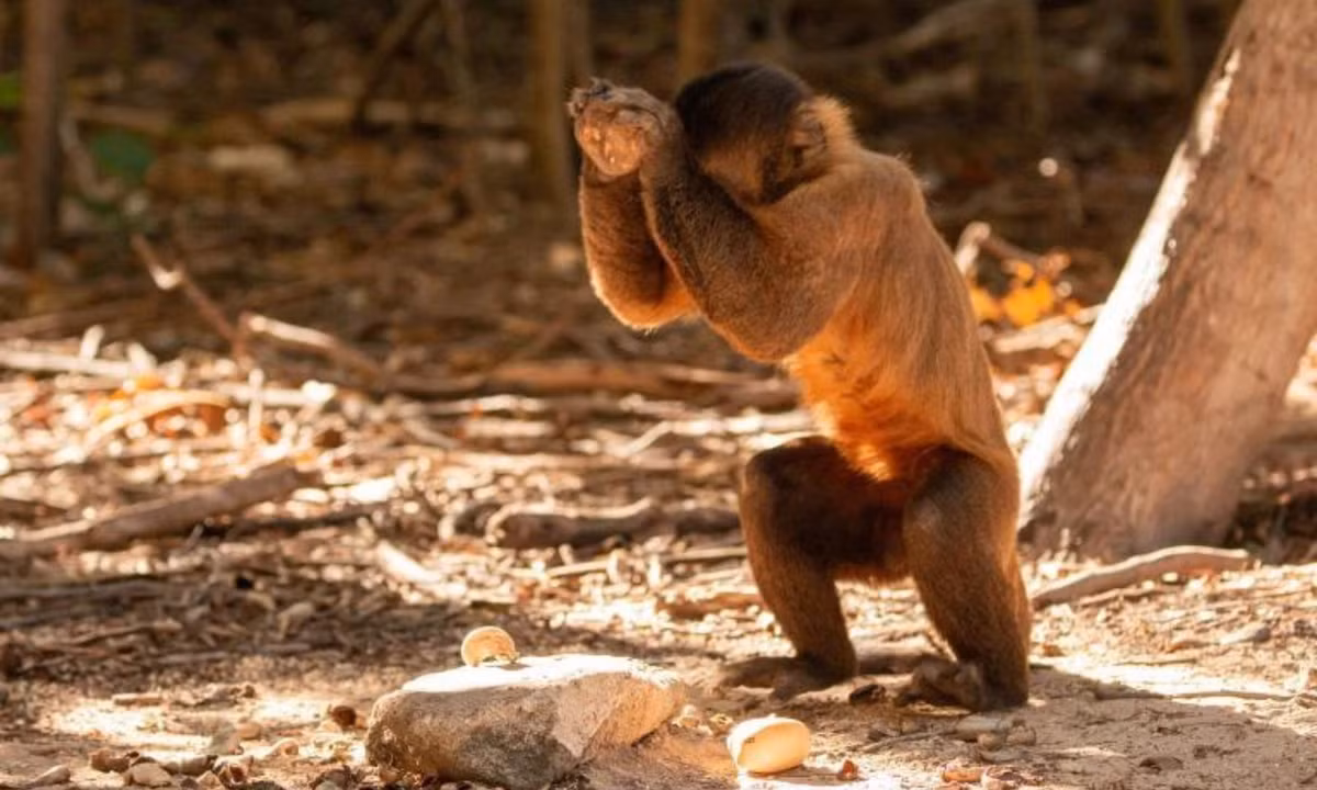 2. Dùng đá bằng nửa trọng lượng cơ thể để đập vỡ thức ăn: ở Brazil, loài khỉ Capuchin có râu thường đặt trái cọ lên một phiến đá lớn, bằng phẳng và sử dụng một hòn đá nhỏ hơn, có thể nặng bằng 1/3 – ½ trọng lượng cơ thể chúng – để đập nát lớp vỏ ngoài của trái cọ. (Nguồn: Genk)