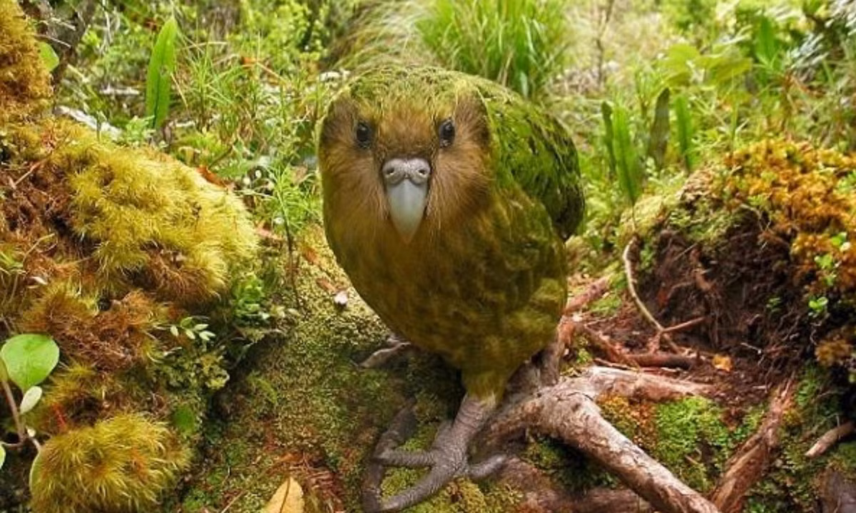 Thêm vào đó là bộ lông khá to lớn làm cho chúng không thể đủ sức để có thể tung cánh bay lượn được.