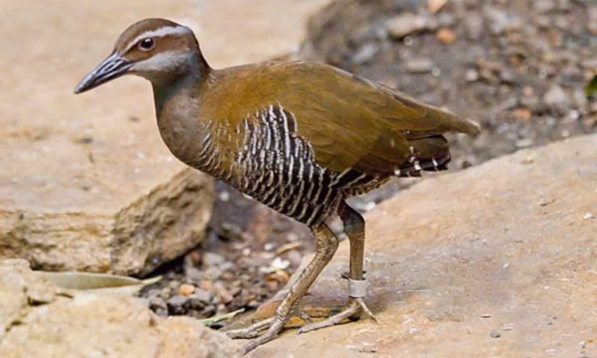 6. Gà nước Guam: có số lượng lớn trên đảo Guam thuộc Thái Bình Dương. Đôi cánh của gà nước Guam khá yếu nên không đủ sức để bay. May mắn thay, chúng không có kẻ thù trên đảo. (Nguồn: Doanh nghiệp)