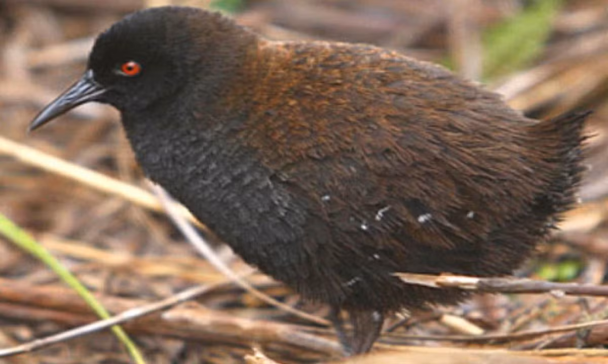 8. Gà nước Inaccessible: sinh sống chủ yếu trên đảo Inaccessible thuộc Nam Đại Tây Dương, đây là loài chim không biết bay nhỏ nhất thế giới. Chúng thường sống thành những nhóm nhỏ, thức ăn chủ yếu là quả mọng và hạt giống. (Nguồn: Doanh nghiệp)
