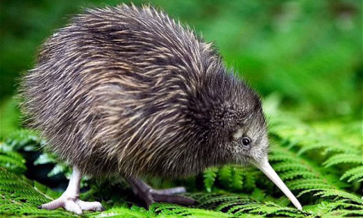 4. Chim Kiwi: là loài chim không biết bay rất nổi tiếng và trở thành biểu tượng của đất nước New Zealand. (Nguồn: YBOX)