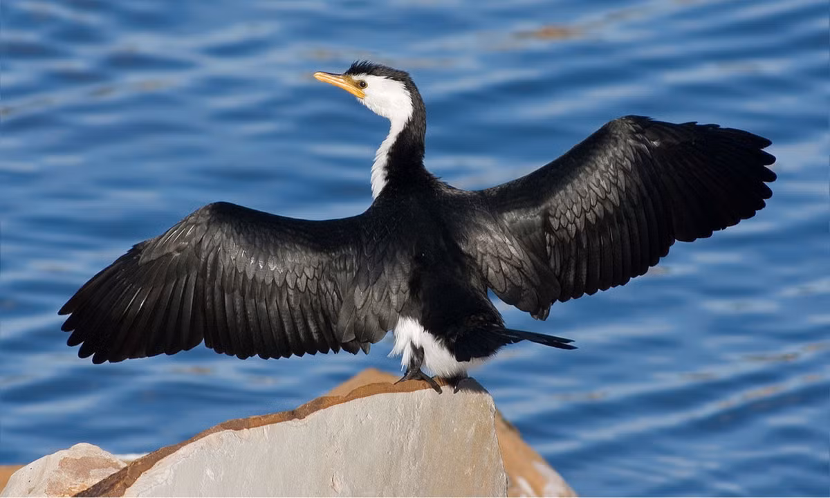 5. Chim cốc Cormorant: sinh sống chủ yếu ở quần đảo Galapagos và hầu như không phải về những kẻ săn mồi. Có lẽ, cũng bởi môi trường sống khá an toàn và không cần phải lẩn trốn kẻ thù, mà chúng đã tiến hóa theo hướng mất dần khả năng biết bay. (Nguồn: Wikipedia)