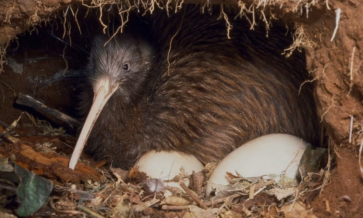 Loài chim này thật sự đặc biệt bởi mang nhiều đặc điểm của động vật có vú, chúng có thính giác và khứu giác khá tốt, thân nhiệt dao động từ 36 – 39 độ C, thấp hơn so với những loài chim khác. (Nguồn: YBOX)