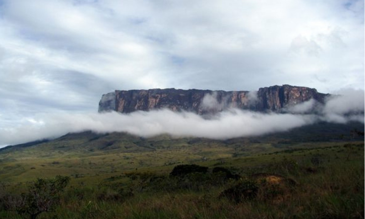 Bởi vì các Tepuis là một thế giới hoang vu, cực kỳ hiếm khi có người đặt chân lên đỉnh, nên người ta đoán rằng "ít nhất một nửa trong số khoảng 10.000 loài thực vật sinh sôi ở đây là duy nhất của tepuis và các vùng đất thấp hơn xung quanh". Các loài mới vẫn đang được phát hiện. (Nguồn: Atlats Obscura)
