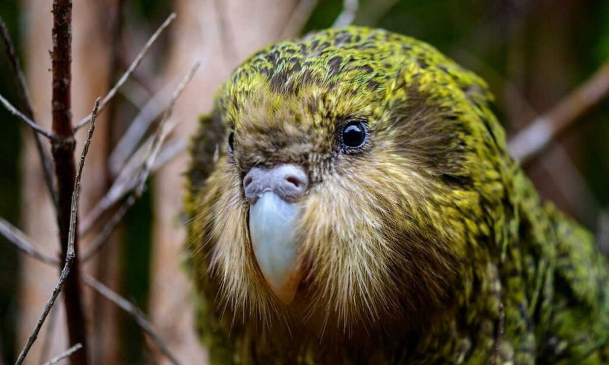 Khoảng 33 con vẹt non đã được đưa tới các đảo ở phía Nam New Zealand - nơi chúng được bảo vệ nghiêm ngặt nhằm ngăn chặn nguy cơ diệt vong của loài. (Nguồn: Redsvn.net)