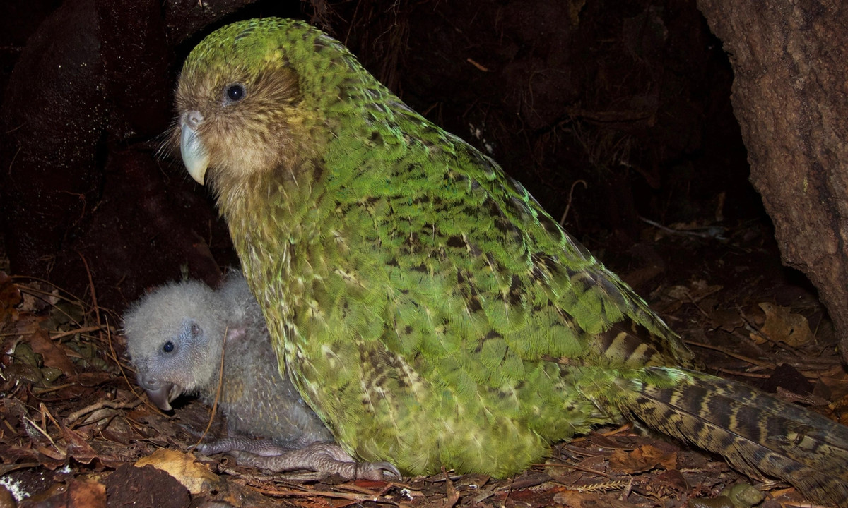 Kakapo cũng là loài vẹt duy nhất sinh hoạt theo chế độ đa thê. Tuy nhiên, những con cái lại có một đặc điểm khá kỳ lạ, đó là chúng không thích giao phối. Tần suất giao phối của chúng rất thưa, có khi lên đến 2 năm 1 lần. (Nguồn: National Geographic)