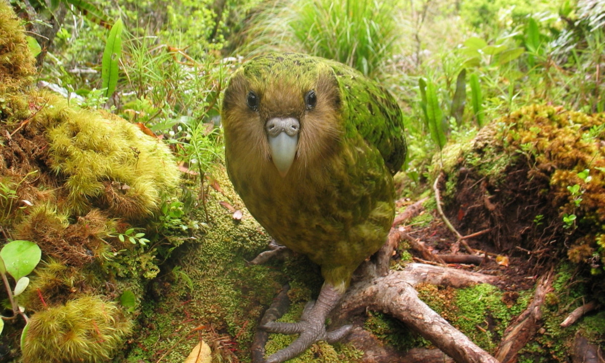 Dù không biết bay nhưng những chú vẹt Kakapo lại có thể leo cây một cách tài tình. (Nguồn: Redsvn.net)