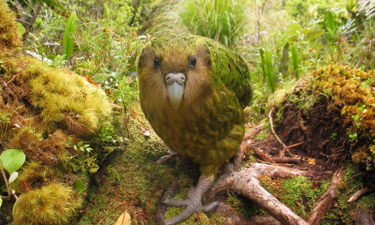 Dù không biết bay nhưng những chú vẹt Kakapo lại có thể leo cây một cách tài tình. (Nguồn: Redsvn.net)