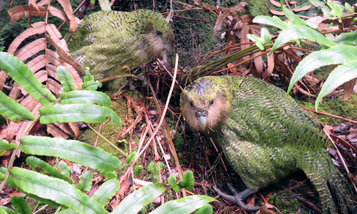 Vào năm 1995, người ta chỉ thống kê được 51 cá thể vẹt Kakapo nhưng nhờ các nỗ lực bảo tồn nên số lượng của chúng giờ đây đã tăng lên 124. (Nguồn: Redsvn.net)