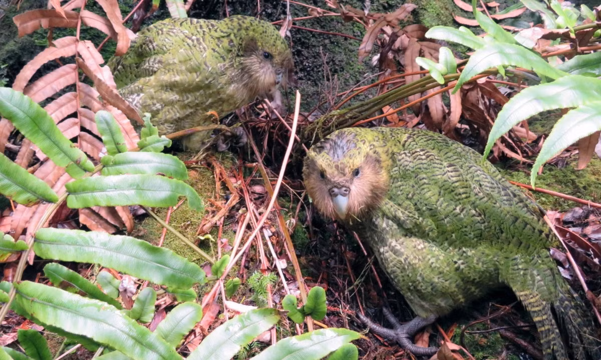 Vào năm 1995, người ta chỉ thống kê được 51 cá thể vẹt Kakapo nhưng nhờ các nỗ lực bảo tồn nên số lượng của chúng giờ đây đã tăng lên 124. (Nguồn: Redsvn.net)