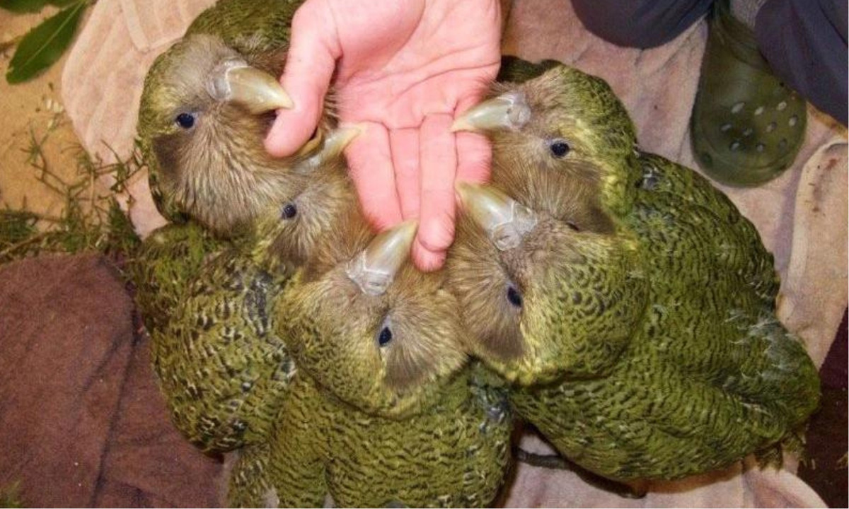 Bởi vậy, số lượng của chúng còn lại rất ít, có thể nói chỉ đếm trên đầu ngón tay nên con đực khá vất vả trong việc tìm kiếm đối tác để duy trì nòi giống. (Nguồn: Kyluc.vn)