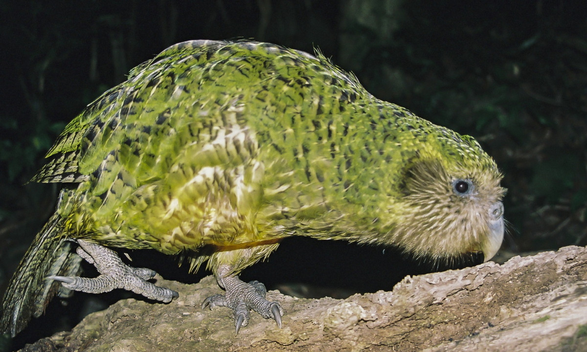 Với chiếc áo choàng màu xanh lục tươi sáng, Kakapo rất dễ dàng lẩn trốn kẻ thù trong những bụi rậm xanh tươi xung quanh. (Nguồn: Redsvn.net) 