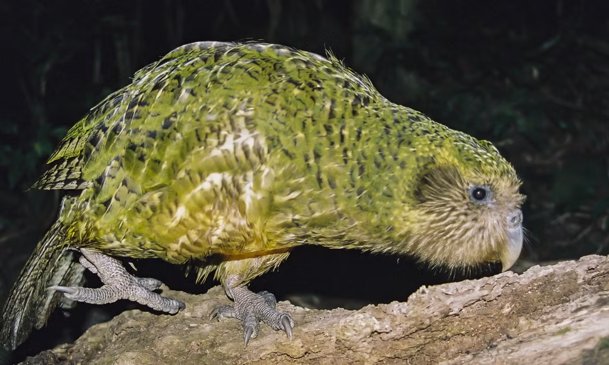 Với chiếc áo choàng màu xanh lục tươi sáng, Kakapo rất dễ dàng lẩn trốn kẻ thù trong những bụi rậm xanh tươi xung quanh. (Nguồn: Redsvn.net) 