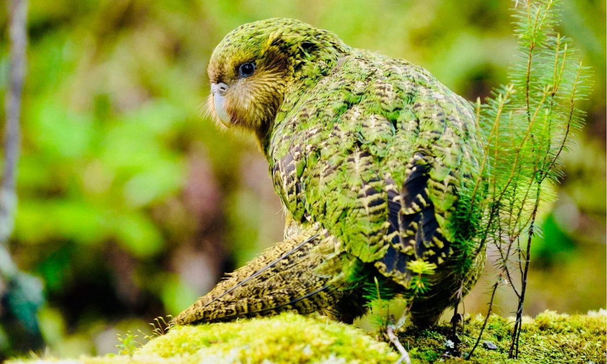 Đây là loài chim chuyên sống về đêm nên không có gì ngạc nhiên khi người ta còn gọi Kakapo là “cú đêm”. Ngoài ra, với rất nhiều đặc điểm giống như loài vẹt nên chúng còn có tên gọi khác là “cú vẹt” hay “vẹt Kakapo”. (Nguồn: Redsvn.net)