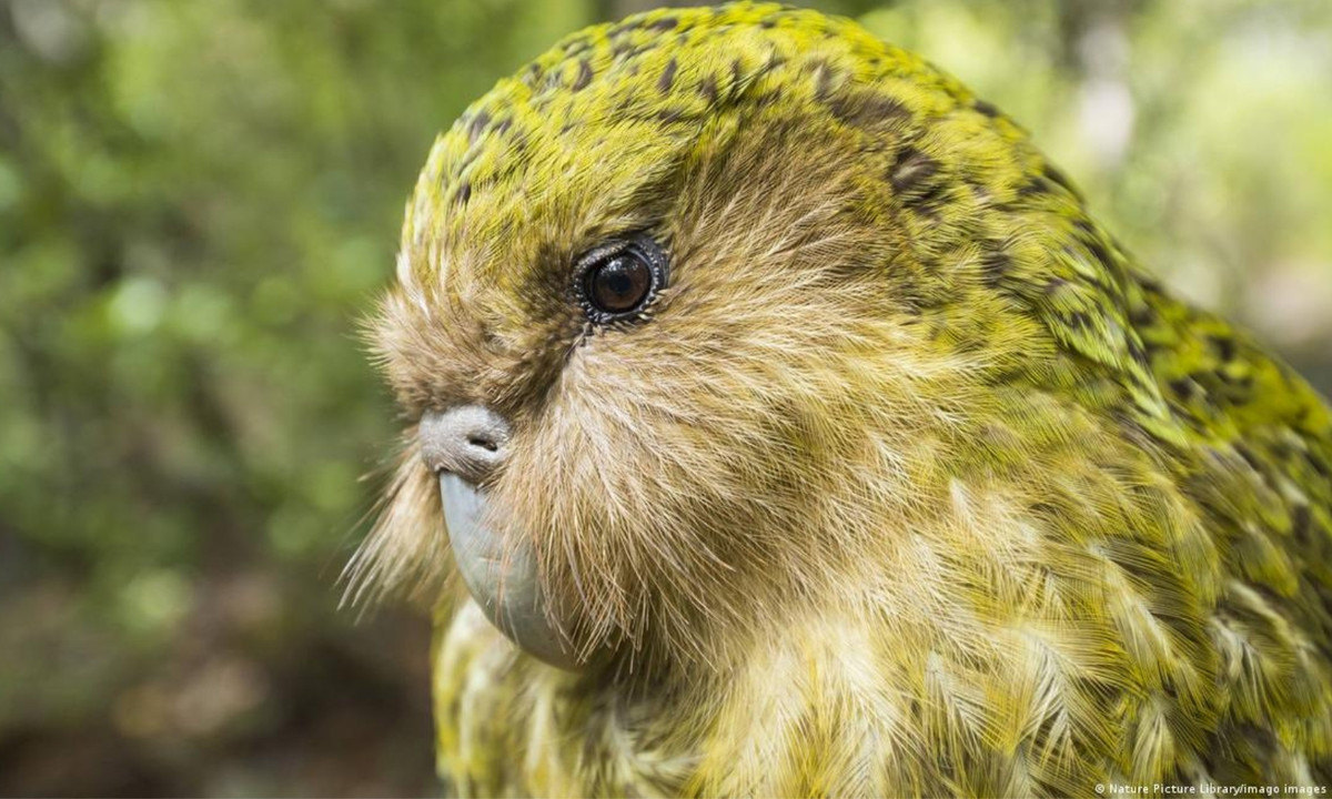 Các nhà bảo tồn đã đưa ra những biện pháp quyết liệt để bảo vệ Kakapo trước những động vật ăn thịt trên đảo. (Nguồn: DW)