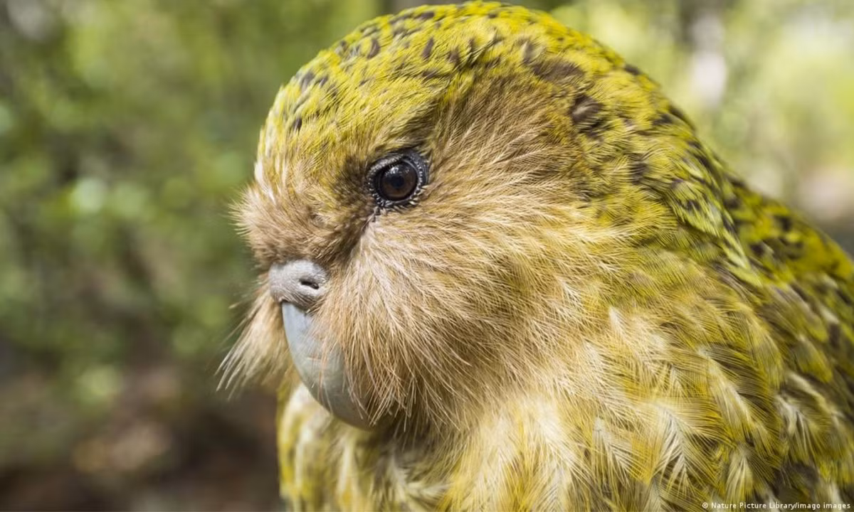 Các nhà bảo tồn đã đưa ra những biện pháp quyết liệt để bảo vệ Kakapo trước những động vật ăn thịt trên đảo. (Nguồn: DW)