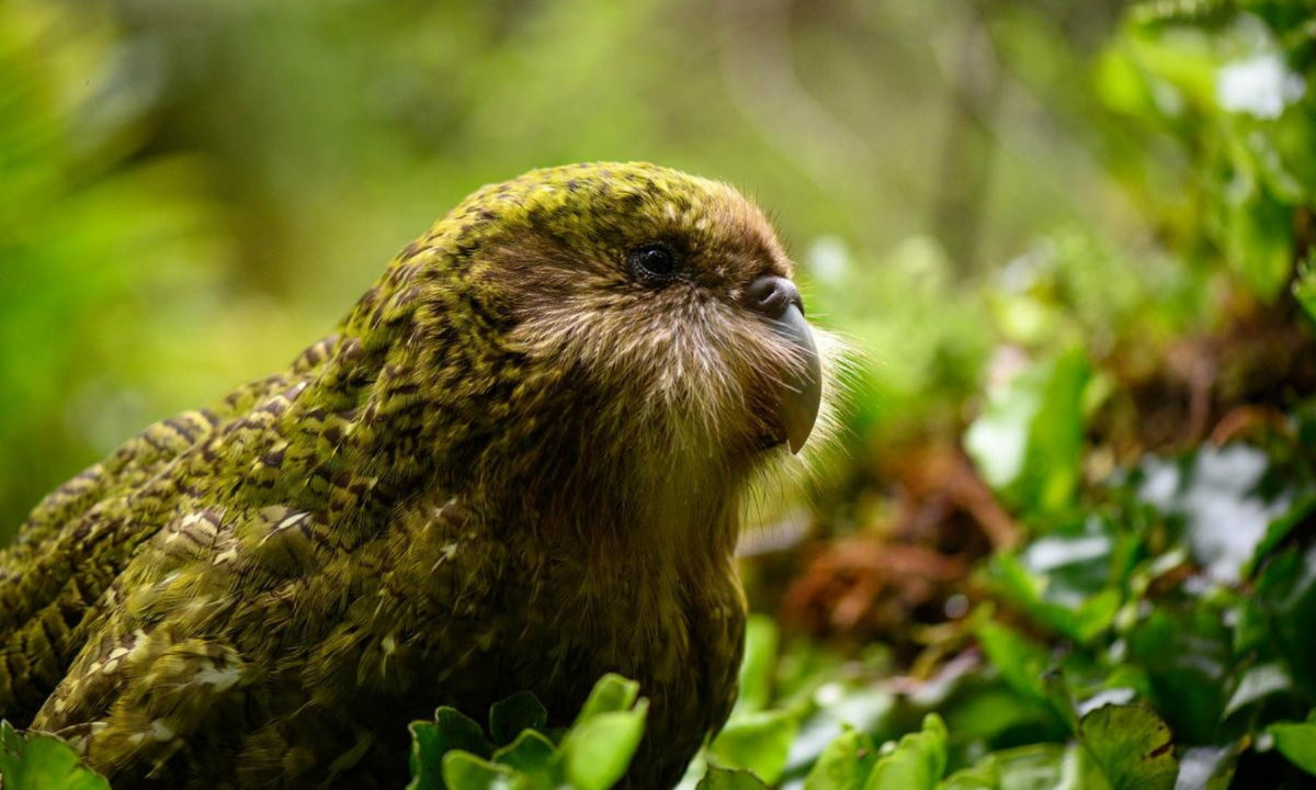 Thủ tướng New Zealand - John Key cũng đã quyết định bổ nhiệm Sirocco (một chú vẹt Kakapo) làm “đại sứ về bảo tồn” của chính phủ. Ông cho rằng con vẹt quý hiếm này là sự lựa chọn lý tưởng. (Nguồn: Redsvn.net)