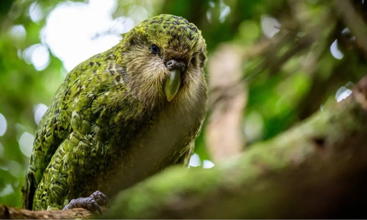 Vẹt Kakapo hầu hết sống ở trong rừng, những nơi có nhiều bụi cỏ, bụi đất. Một đặc tính kỳ quặc của những chú "cú đêm" này là chúng hoàn toàn "ăn chay". Thay vì ăn thịt, chúng ăn hạt hạnh nhân và các loại quả cây Muselin, Rimu, Matai, Totara… (Nguồn: Redsvn.net)