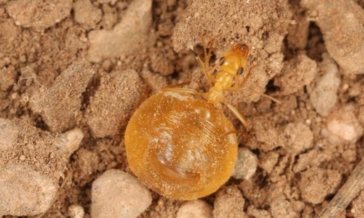 Ở trường hợp thứ hai, kiến thợ chọc râu vào bụng kiến mật, thúc đẩy chúng nôn ra chất lỏng.