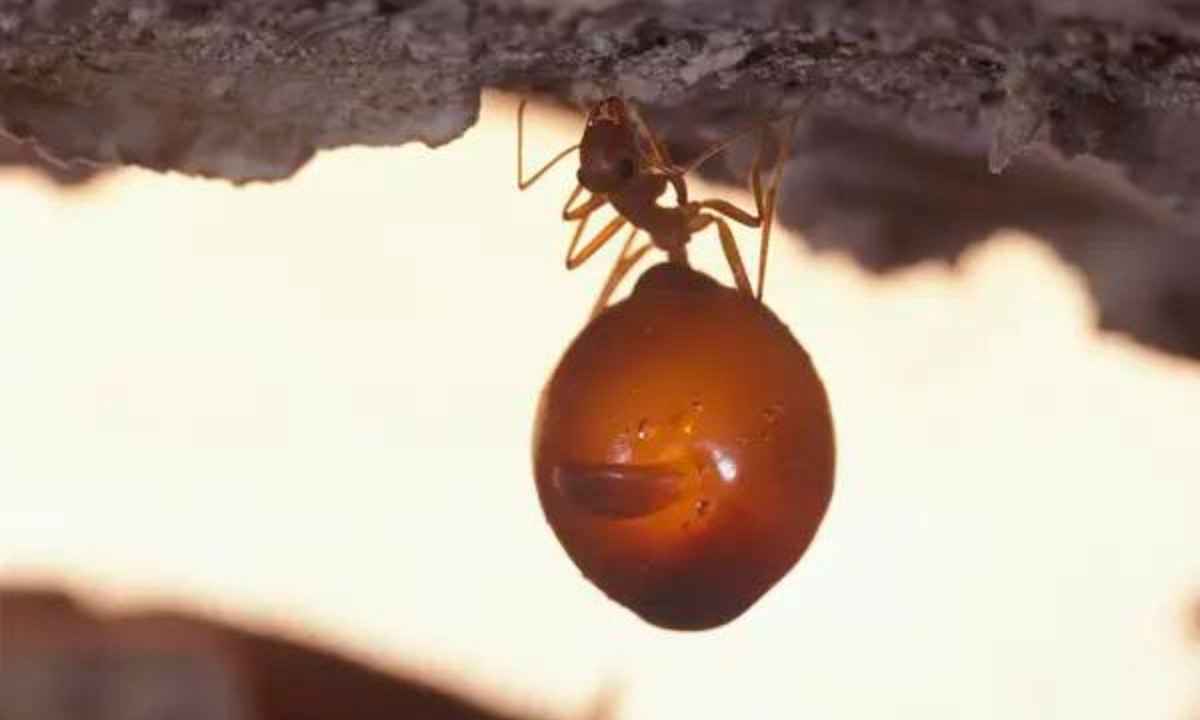 Henry C. McCook, một nhà tự nhiên học người Mỹ, là người đầu tiên ghi chép về kiến mật vào năm 1881.