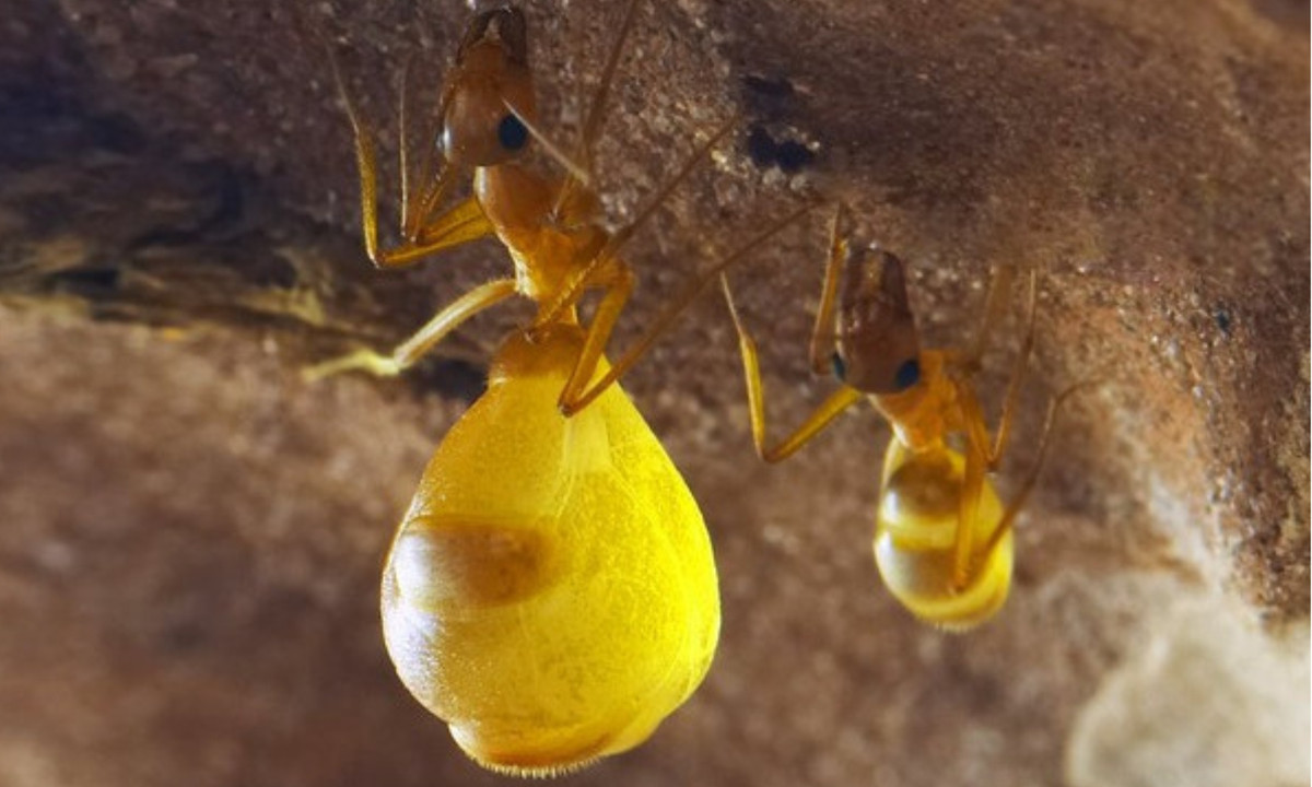 Thức ăn của kiến mật là mật hoa và dịch cây chứa nhiều đường. Chúng cũng ăn chất lỏng từ côn trùng khác, dịch ngọt của rệp vừng và động vật chết. (Nguồn: KhoaHoc.tv)