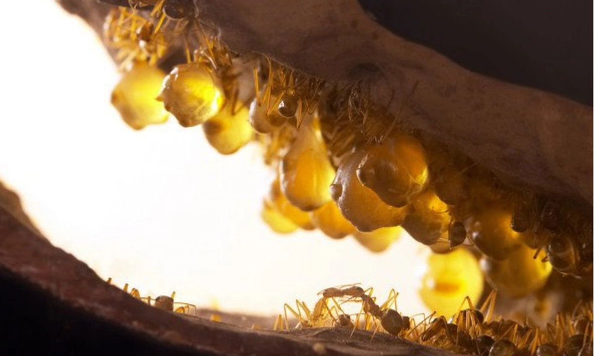 Chất lỏng trong bụng kiến mật có vị rất ngọt và là một nguồn đường bổ dưỡng. Một số bộ lạc thổ dân ở Australia thỉnh thoảng vẫn ăn kiến mật. (Nguồn: Genk)