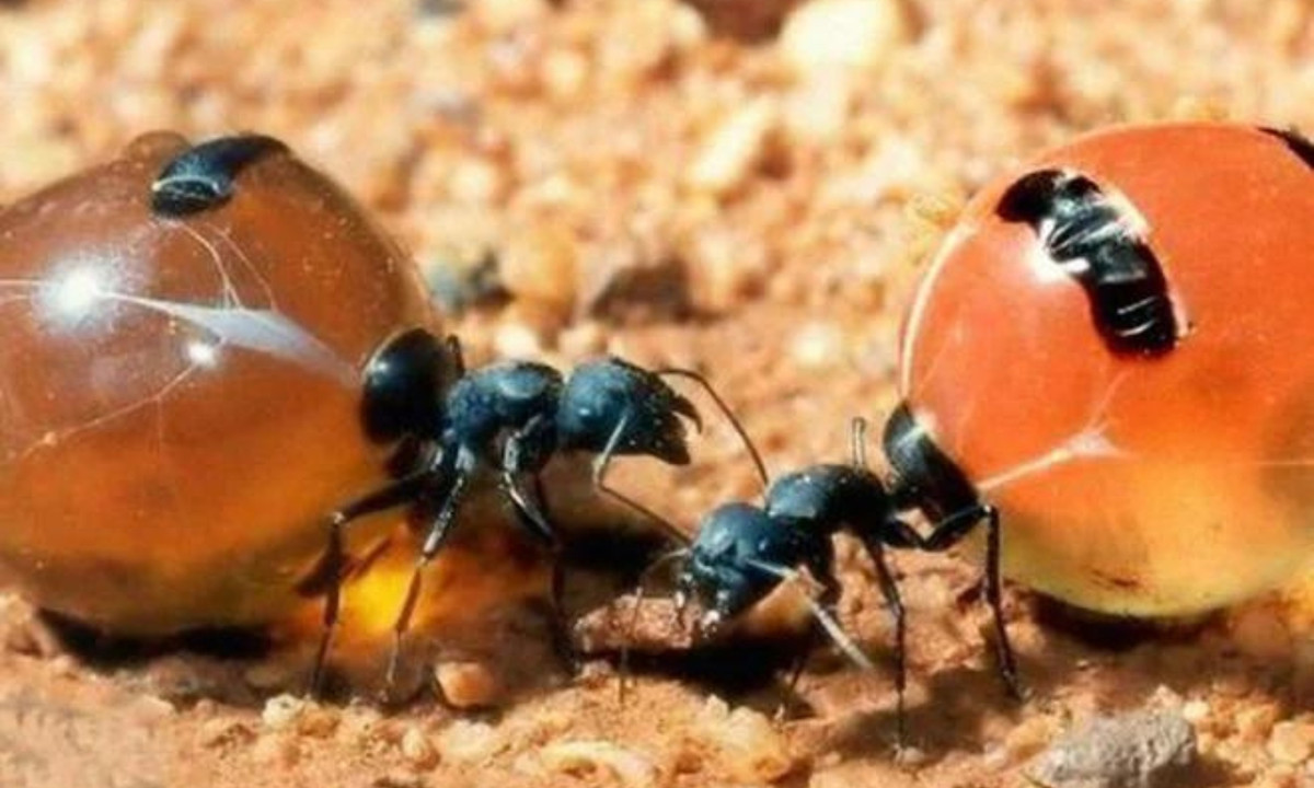 Trong thời kỳ khó khăn, khi thức ăn không đủ để duy trì tổ kiến, kiến mật sẽ hy sinh thân mình để làm mồi cho những con kiến khác, hoặc phun các chất dự trữ ra ngoài.