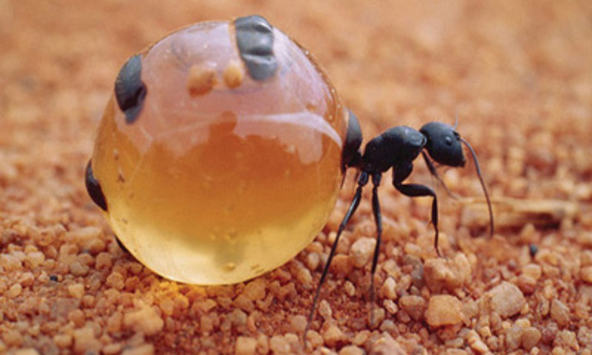 Kiến mật tiêu thụ thức ăn do kiến thợ đem đến và lưu trữ các chất dinh dưỡng ở dạng nước, chất lỏng và chất béo. Theo thời gian, chất lỏng bên trong khiến bụng chúng căng phồng lên, đạt kích thước bằng một quả nho. (Nguồn: Toplist.vn)