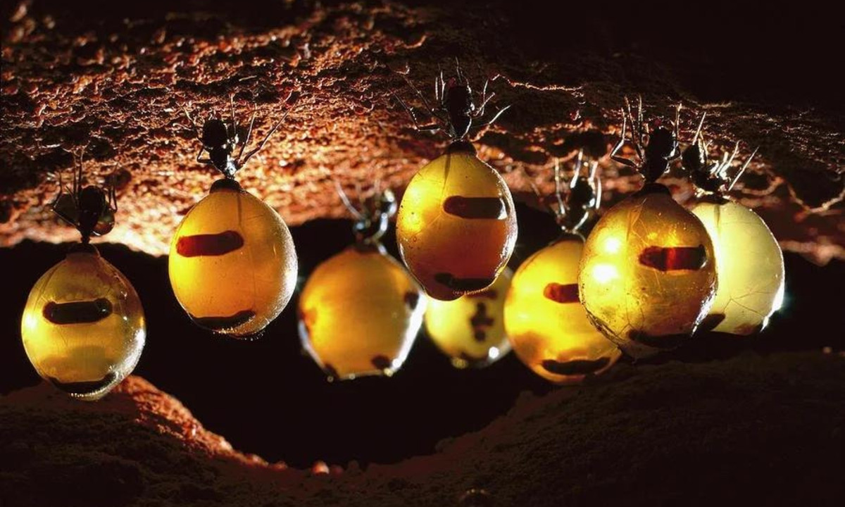 Kiến mật có thể xuất hiện ở mọi nơi trong tổ, nhưng chúng thường hiện diện ở những nơi sâu nhất trong tư thế treo ngược mình trên nóc đường hầm tổ kiến. Kích thước bụng lớn của kiến mật buộc chúng trải qua toàn bộ thời gian ở yên một chỗ. (Nguồn: Reddit)