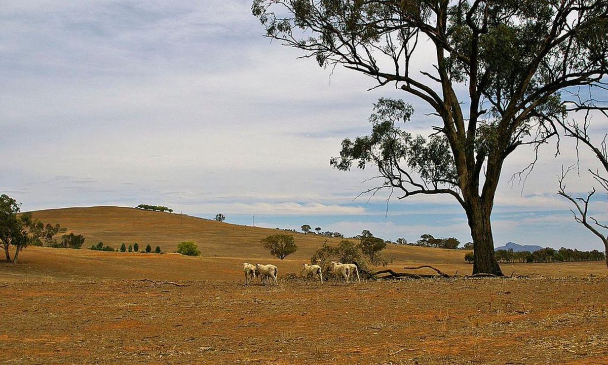 3. Australia từ năm 1982-1983: là đợt hạn hán tồi tệ nhất ở Australia trong thế kỷ XX. Thời điểm đó, lượng nước ở thượng nguồn sông Murrumbidgee và các hồ chứa khắp miền Đông Nam Australia giảm đến mức chưa từng có trước đó. (Nguồn: wikipedia.org)