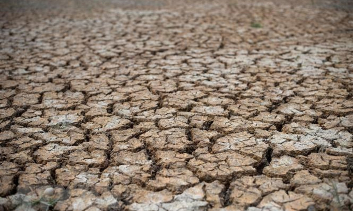 Hạn hán Trung Quốc năm 1941 gây thiệt hại hàng triệu cây trồng và thiếu lương thực, hậu quả là gần 2 triệu người đã chết. (Nguồn: VietnamPlus) 