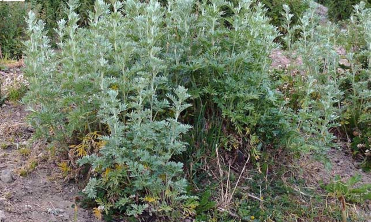 4. Cây ngải đắng - loài cây phát tín hiệu cảnh báo: có khả năng gửi tín hiệu cảnh báo cho “đồng bọn” khi bị tấn công. (Nguồn: Nguyên liệu y dược)