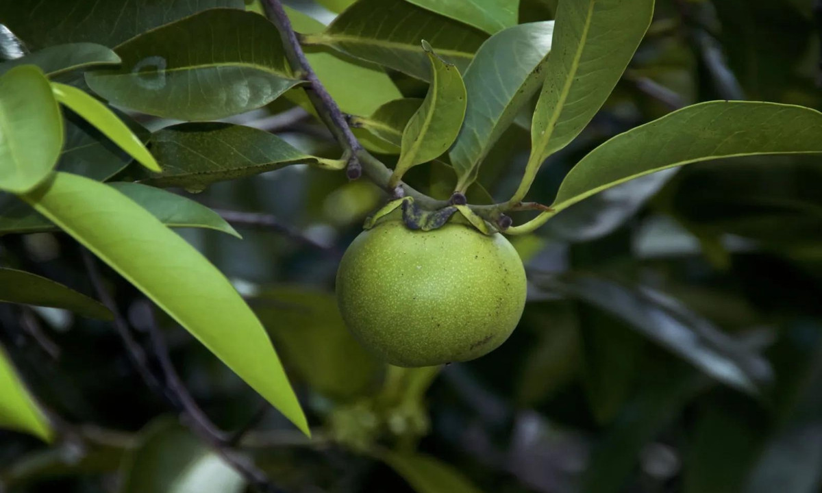 2. Cây Manchineel biết tự bảo vệ mình: là một loại cây có khả năng tự vệ và sát thủ của mình, bất kì bộ phận nào của Manchineel đều chứa độc. (Nguồn: britannica.com)