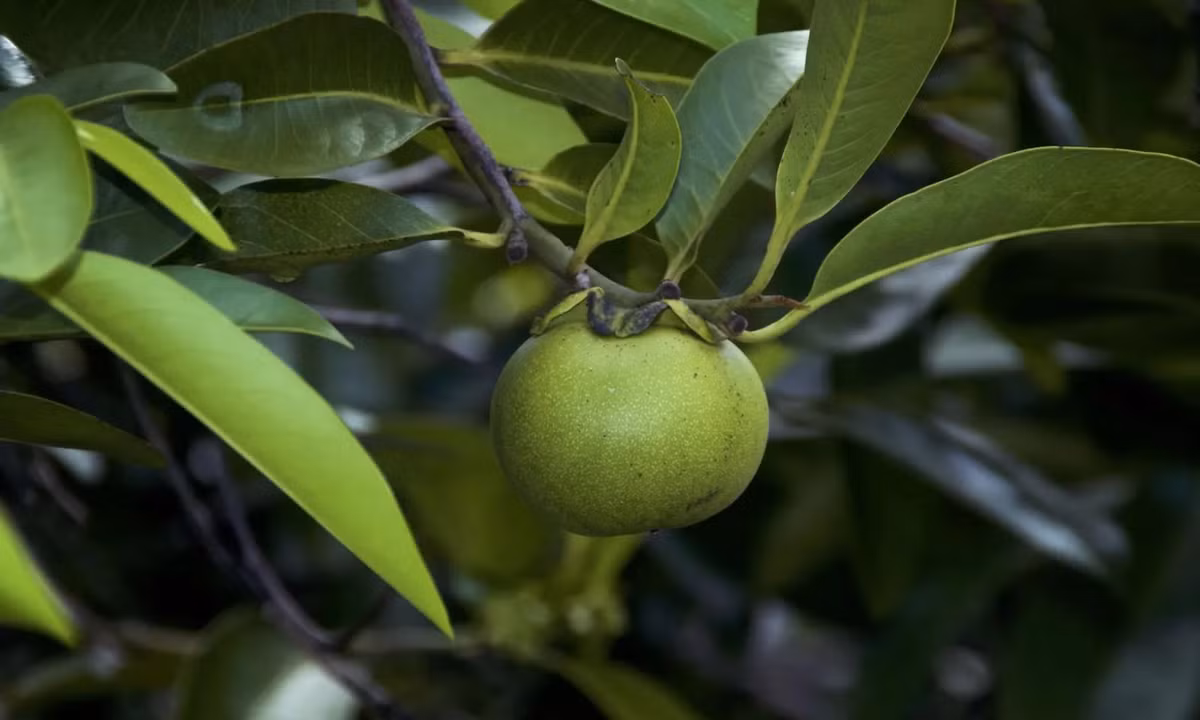 2. Cây Manchineel biết tự bảo vệ mình: là một loại cây có khả năng tự vệ và sát thủ của mình, bất kì bộ phận nào của Manchineel đều chứa độc. (Nguồn: britannica.com)