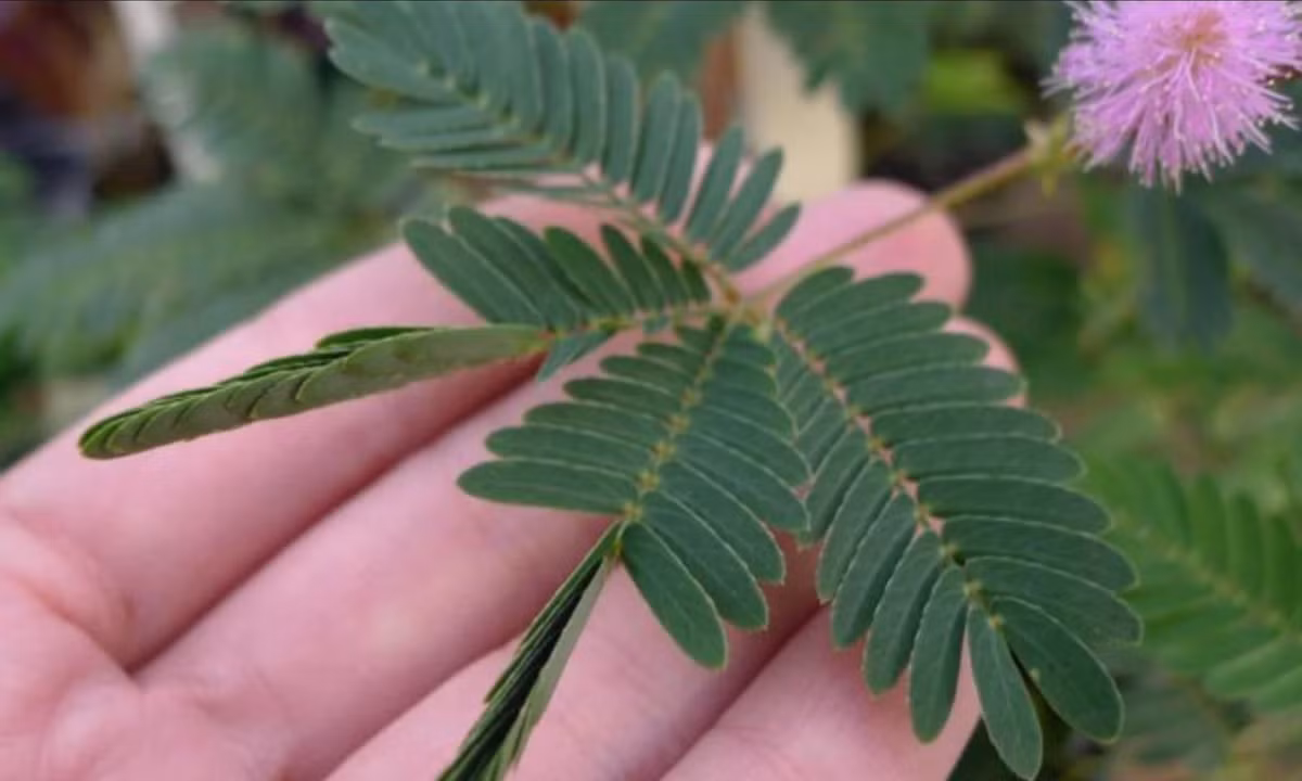 Cây xấu hổ có khả năng đặc này là do phần cuối cuống lá cây có một bọng lá chứa nước. Khi gặp tác động như bị chạm vào hay mưa lớn, phần nước lập tức dồn lên phía trên khiến phần dưới xẹp xuống như quả bóng xì hơi. (Nguồn: Esty)