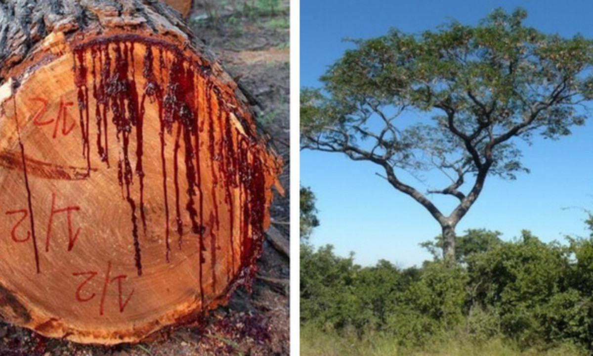 3. Pterocarpus angolensis - cây biết chảy máu: là một loài cây thân gỗ mọc ở Nam Phi có khả năng kì lạ - chảy máu nên chúng còn được biết đến với các tên gọi khác như Kiaat, Mukwa hay loài cây chảy máu. (Nguồn: The Awesome Daily)