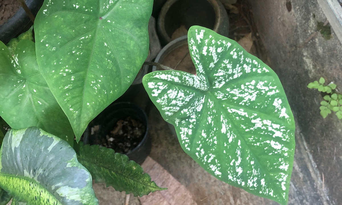 6. Cây tai voi: để đối phó với kẻ thù đáng sợ, cây tai voi sẽ giả vờ mắc bệnh với nhiều đốm trắng trên khắp bề mặt lá, thoạt nhìn trông rất giống với vết tích để lại sau khi bị sâu ăn. Điều này khiến cho những con sâu bướm bỏ đi tìm kiếm một chiếc lá ngon lành khác. (Nguồn: internet)