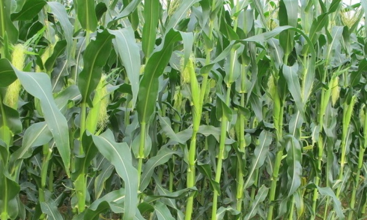 Nhờ các tín hiệu này các cây ngô đã đẩy nhanh quá trình ra hoa, kết trái, trái chín, tăng trưởng gốc, thân cây. (Nguồn: Khuyến Nông TPHCM)