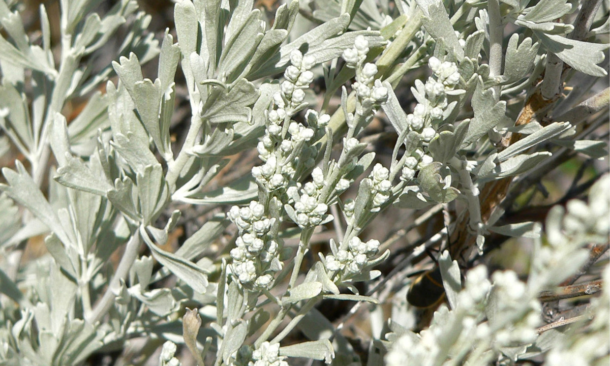 Khi một cây bị côn trùng tấn công, chúng sẽ phát đi những tín hiệu để cảnh báo các cây khác. Khi nhận được tín hiệu, những cây khác nằm xung quanh sẽ sản sinh một chất hóa học riêng để xua đuổi côn trùng. (Nguồn: Wikipedia)