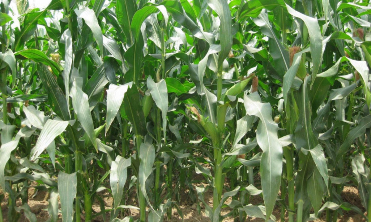 5. Cây ngô: các nhà khoa học trường ĐH Bắc Australia đã phát hiện ra những cây ngô mà rễ bị ngập nước liên tiếp phát ra những âm thanh tựa như tiếng răng rắc có tần số lên đến 220 Hertz mà chúng ta không hề hay biết. (Nguồn: Vinacam)