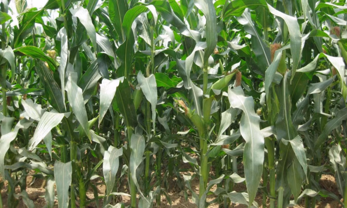 5. Cây ngô: các nhà khoa học trường ĐH Bắc Australia đã phát hiện ra những cây ngô mà rễ bị ngập nước liên tiếp phát ra những âm thanh tựa như tiếng răng rắc có tần số lên đến 220 Hertz mà chúng ta không hề hay biết. (Nguồn: Vinacam)