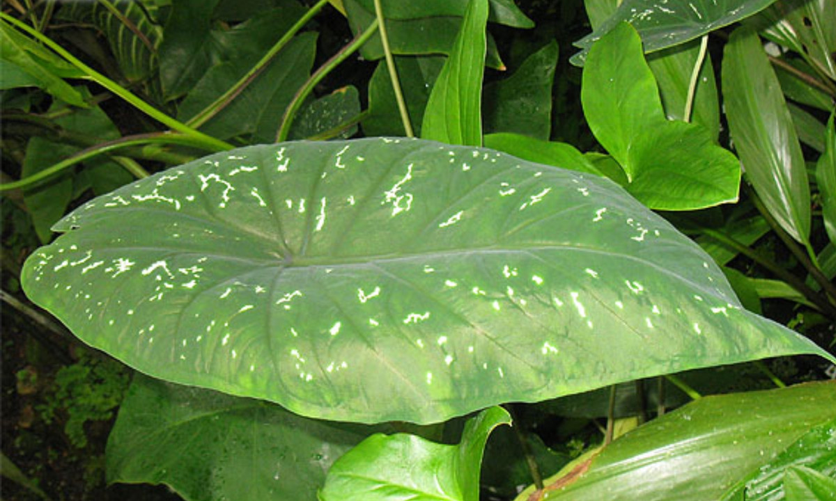 7. Cây mù tạt: cùng họ với rau cải thường bị các con sâu bướm ăn lá cây. Để đối phó, chúng sản sinh một chất hóa học đặc biệt để lôi kéo những con ong bắp cày ký sinh tới gần để tiêu diệt kẻ thù ngay sau khi xuất hiện trứng sâu bướm để kịp thời ngăn chặn nguy cơ bị ăn. (Nguồn: toptropicals.com)