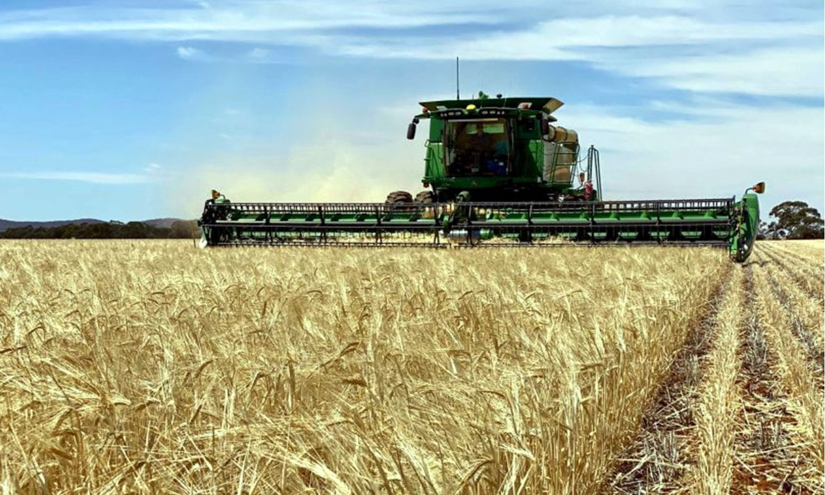 Những kịch bản mô phỏng do các nhà nghiên cứu thực hiện cho thấy giống lúa mì Australia sẽ chỉ giảm rất ít năng suất hoặc thậm chí là tăng nhẹ khi xảy ra chiến tranh hạt nhân. Mặc dù người Australia vẫn cần thắt lưng buộc bụng, họ có thể tránh được cái chết vì đói. (Nguồn: MPU)