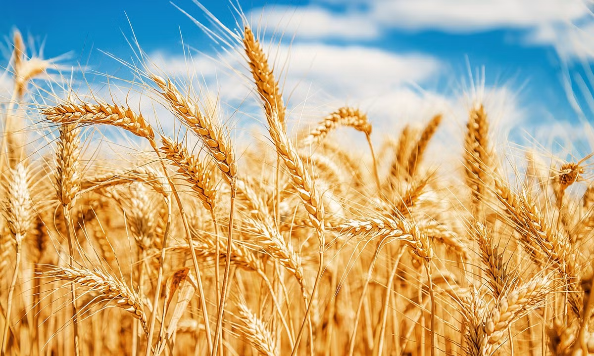 Tương tự như vậy, nguồn cung cấp lương thực của New Zealand sẽ chịu tác động nhỏ hơn so với các quốc gia phụ thuộc vào những giống cây trồng như lúa gạo. (Nguồn: JIA)