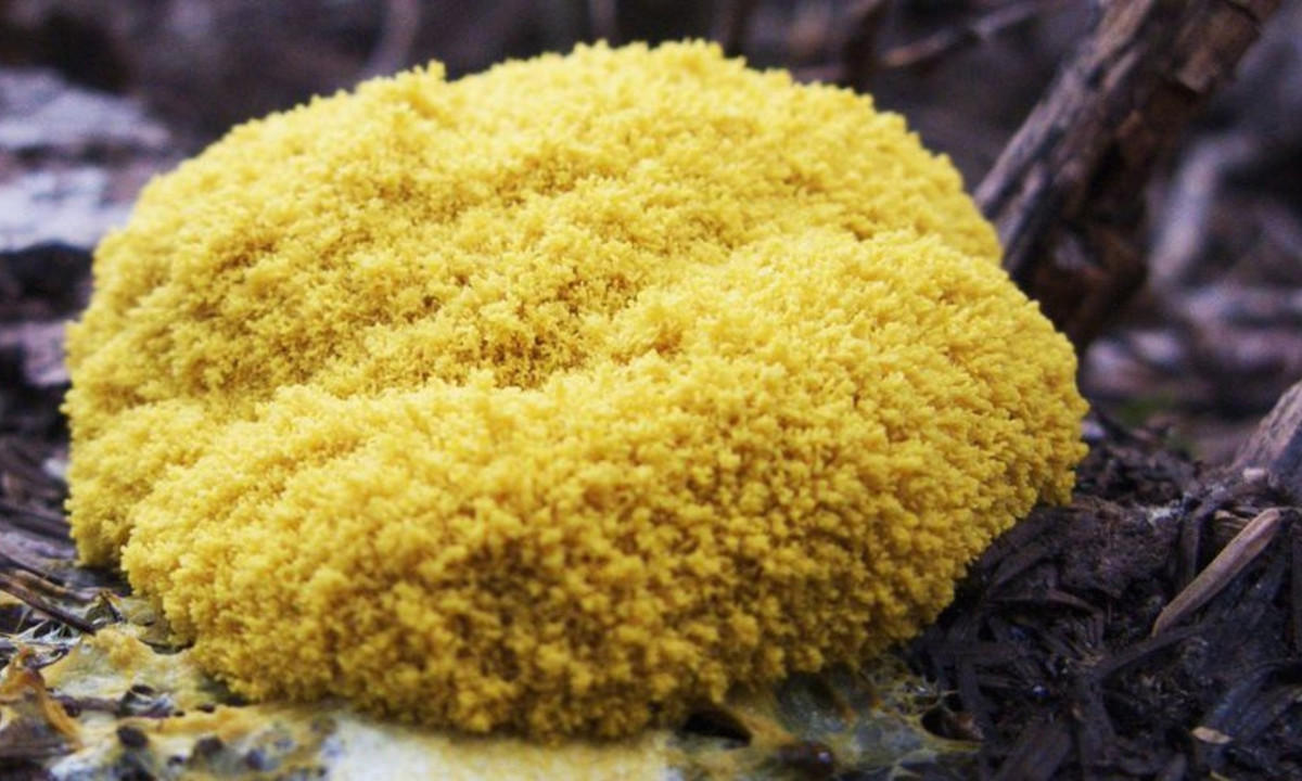 Quá trình này sau đó sẽ được nó thực hiện một cách nhanh chóng và mạnh mẽ hơn. (Nguồn: Radio France)