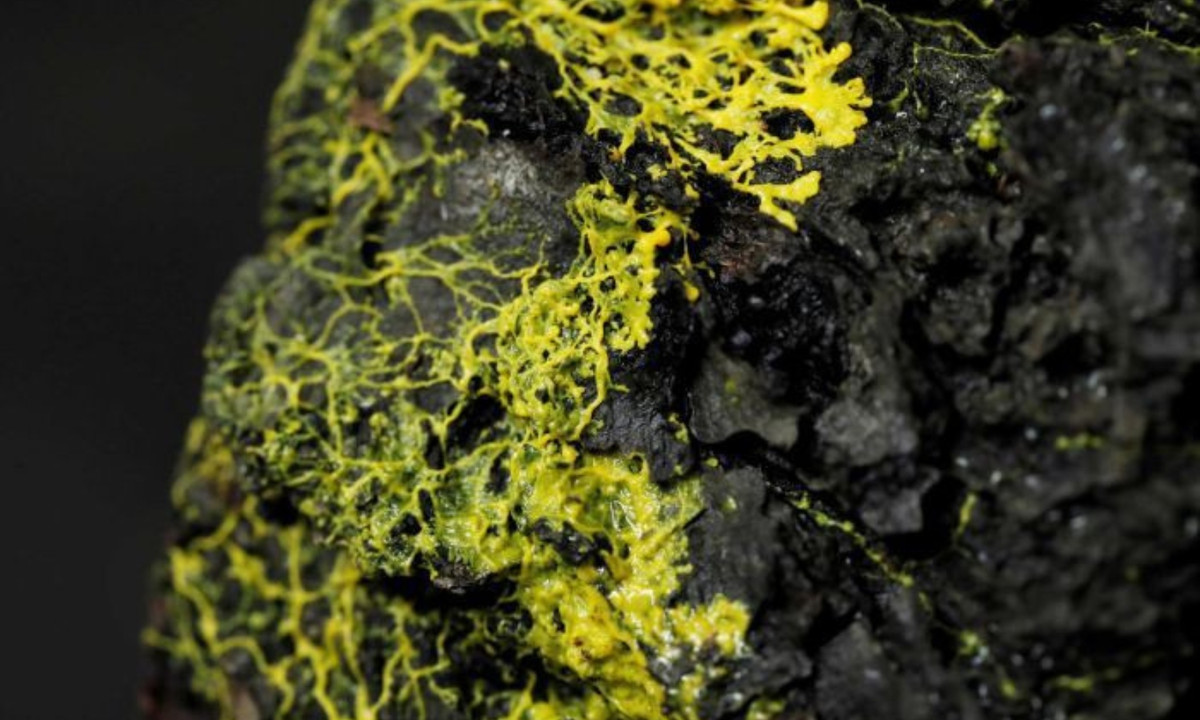 Đặc biệt, nó có gần 720 giới tính; có thể di chuyển dù không có chân, cánh và có thể tự chữa lành trong vòng 2 phút nếu bị cắt làm đôi. (Nguồn: Báo Người Lao Động) 