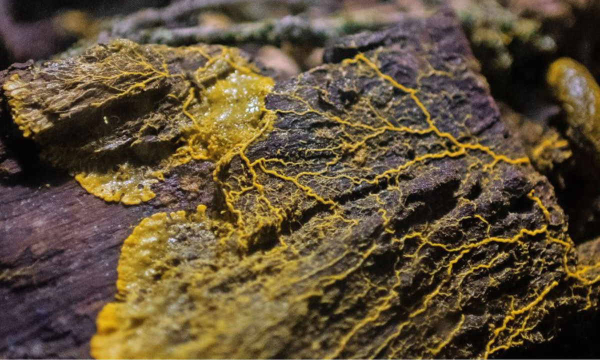 "Blob là một trong những điều bí ẩn của thiên nhiên. Sinh vật này khiến chúng ta ngạc nhiên bởi tuy không có não nhưng nó có thể học tập" – ông Bruno David, giám đốc Bảo tàng Lịch sử Tự nhiên Paris, khẳng định. (Nguồn: Nguoi dua tin)