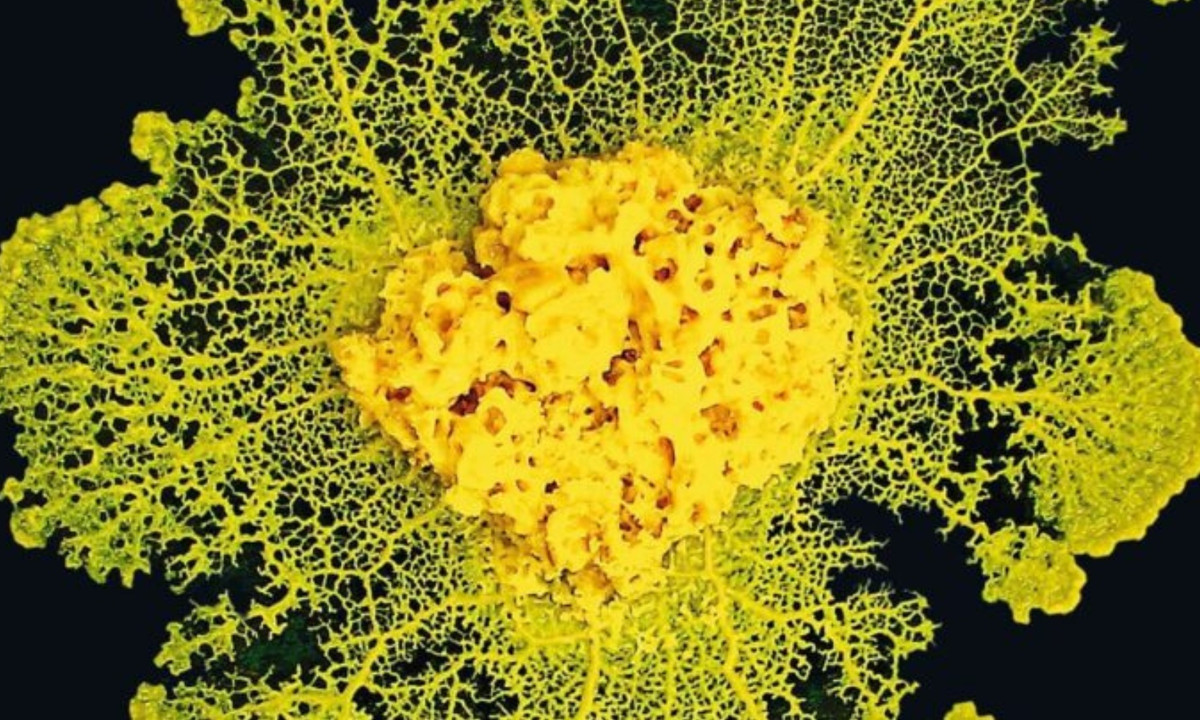 Blob được đặt tên theo nhân vật The Blob trong bộ phim khoa học viễn tưởng kinh dị "B-movie" – sinh vật ngoài hành tinh nuốt chửng mọi thứ trên đường di chuyển của nó ở một thị trấn nhỏ thuộc bang Pennsylvania – Mỹ. (Nguồn: Science &amp; Vie)