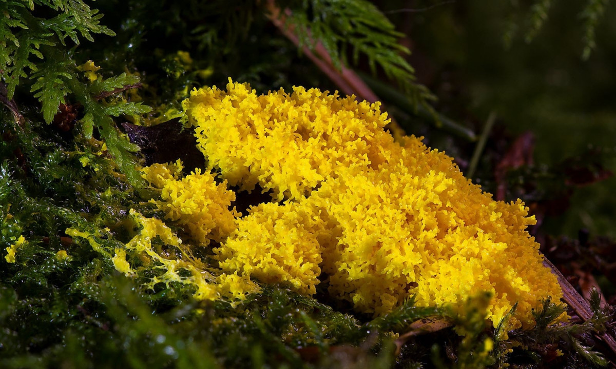 "Chúng tôi biết chắc Blob không có kế hoạch hành động như vậy nhưng chúng tôi vẫn chưa kết luận được liệu nó là nấm hay động vật. Nó hoạt động rất kỳ lạ; trông giống như một cây nấm…nhưng lại có khả năng học tập của động vật" – ông David nói thêm. (Nguồn: DNA)