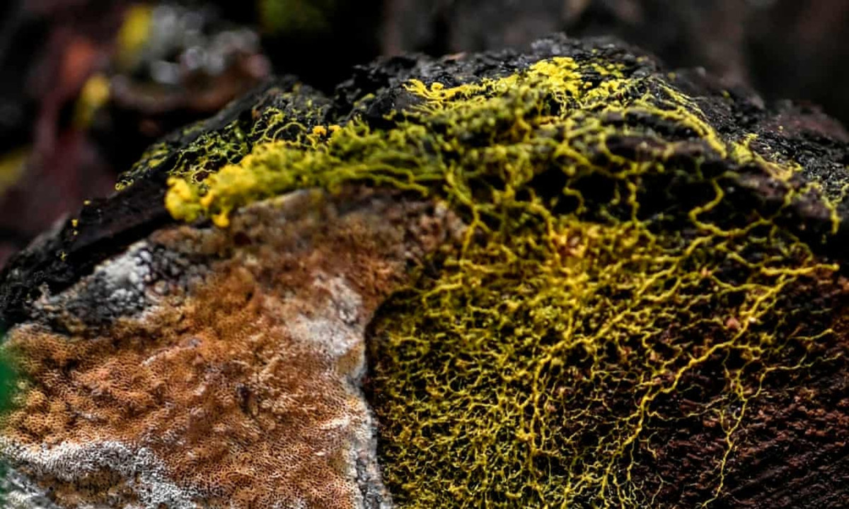 "Nếu chúng ta đặt chướng ngại vật trước nó, chẳng hạn như muối – thứ nó ghét, nó sẽ không vượt qua ngay, kể cả khi có thức ăn ở sau đó. Blob sẽ học cách vượt qua chướng ngại vật và đến nơi có thức ăn.” – ông David giải thích. (Nguồn: Nguoi dua tin)